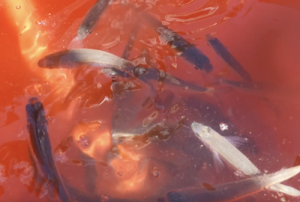 Weke wait in a bucket for release. A good throw can sometimes net over 40 fish!